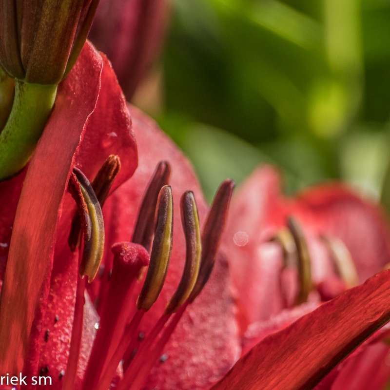 Butchant Garden Victoria (11 van 33).jpg - Butchant Gardens Victoria