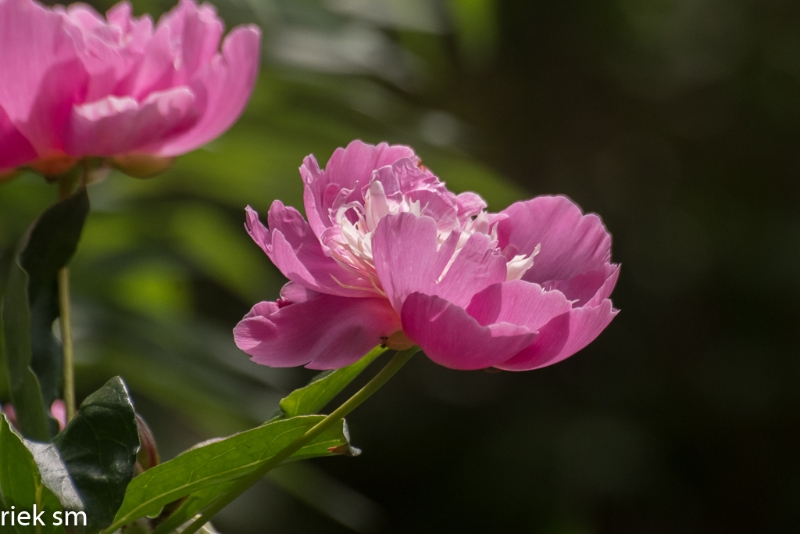 Butchant Garden Victoria (13 van 33).jpg - Butchant Gardens Victoria