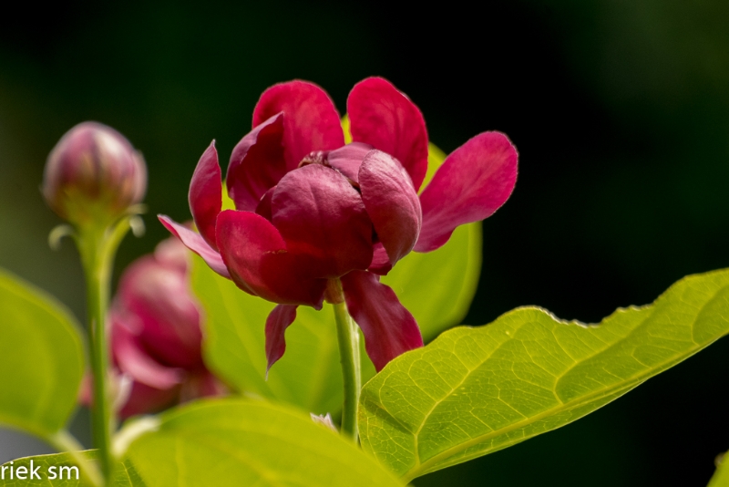 Butchant Garden Victoria (14 van 33).jpg - Butchant Gardens Victoria