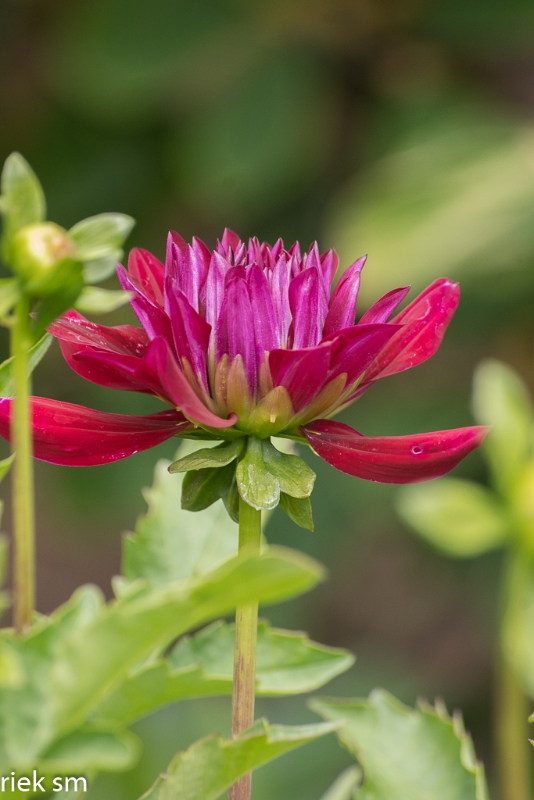 Butchant Garden Victoria (17 van 33).jpg - Butchant Gardens Victoria