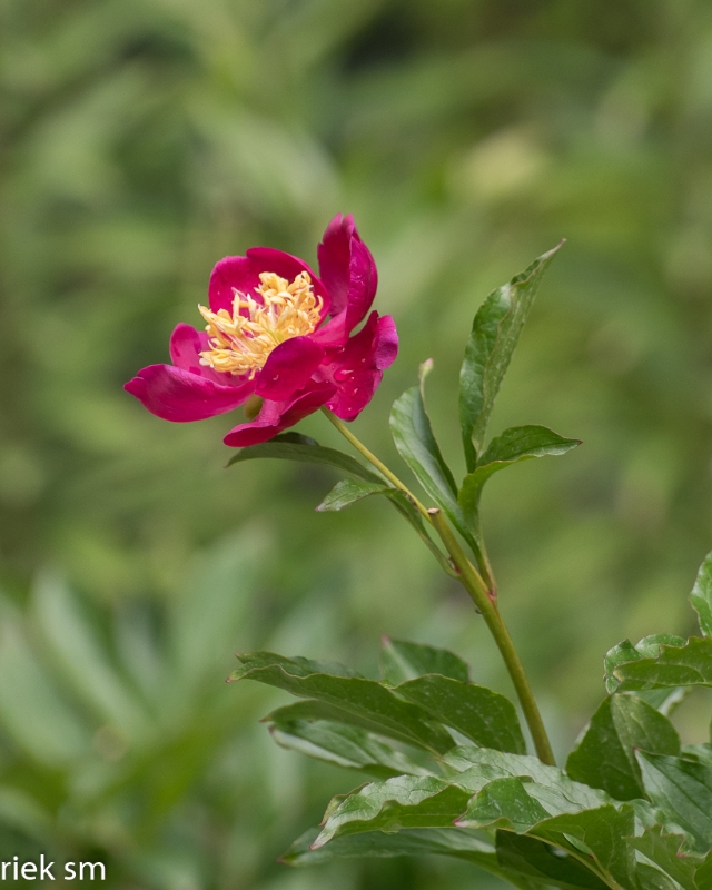 Butchant Garden Victoria (19 van 33).jpg - Butchant Gardens Victoria