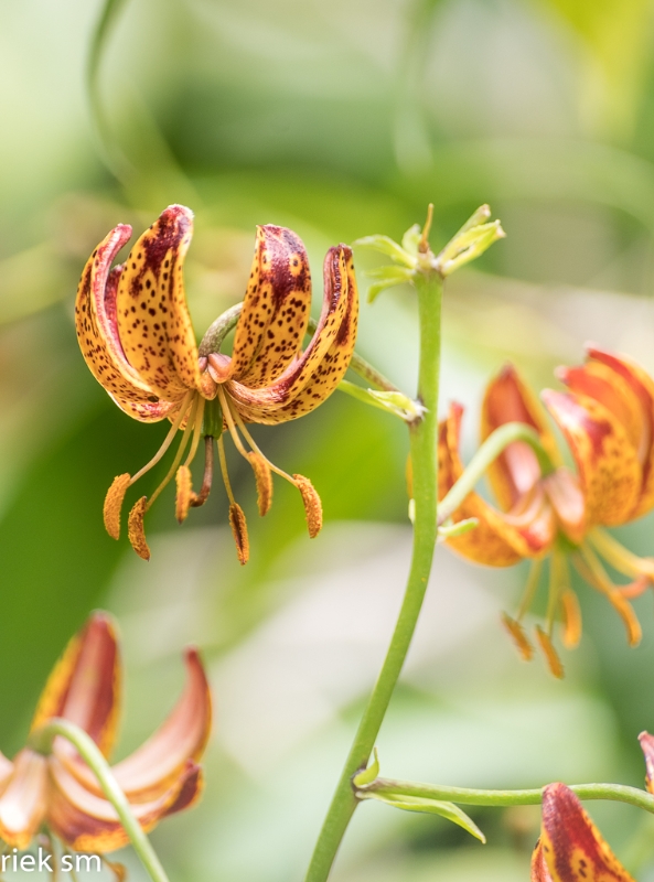 Butchant Garden Victoria (20 van 33).jpg - Butchant Gardens Victoria