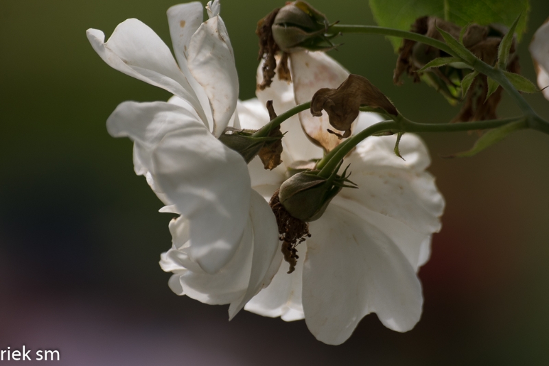 Butchant Garden Victoria (22 van 33).jpg - Butchant Gardens Victoria