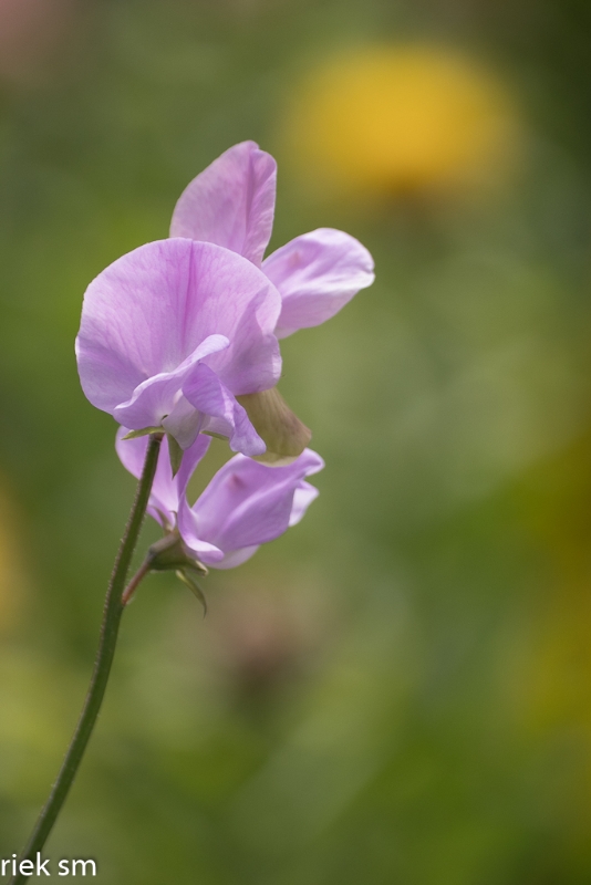 Butchant Garden Victoria (23 van 33).jpg - Butchant Gardens Victoria