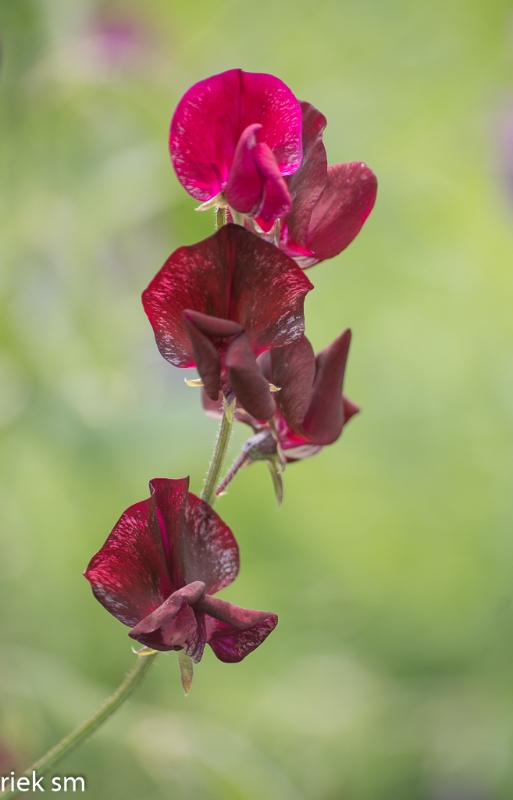 Butchant Garden Victoria (26 van 33).jpg - Butchant Gardens Victoria