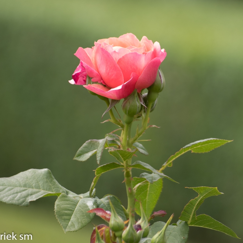 Butchant Garden Victoria (29 van 33).jpg - Butchant Gardens Victoria