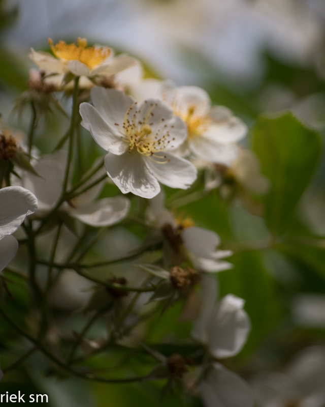 Butchant Garden Victoria (30 van 33).jpg - Butchant Gardens Victoria