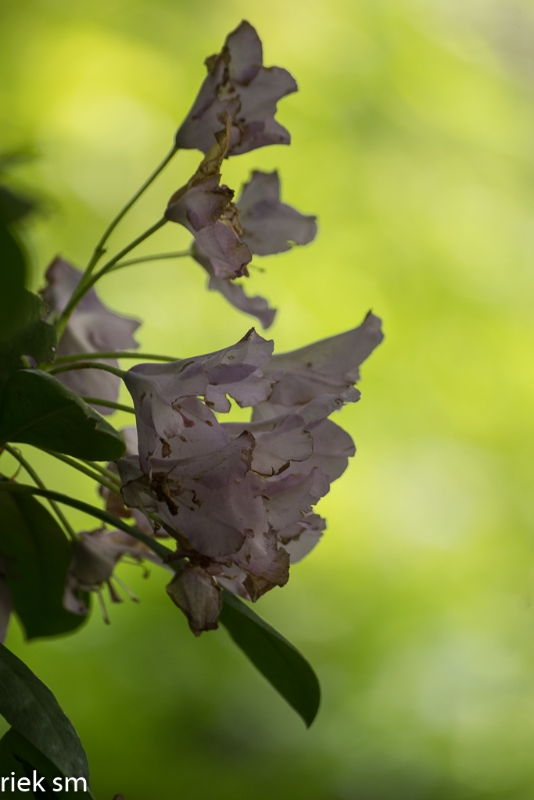 Butchant Garden Victoria (32 van 33).jpg - Butchant Gardens Victoria