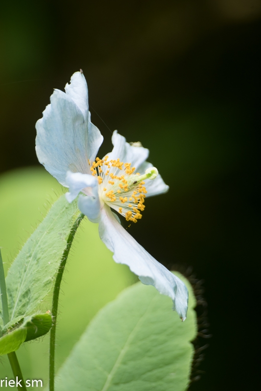 Butchant Garden Victoria (33 van 33).jpg - Butchant Gardens Victoria