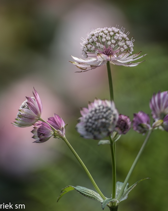 Butchant Garden Victoria (6 van 33).jpg - Butchant Gardens Victoria