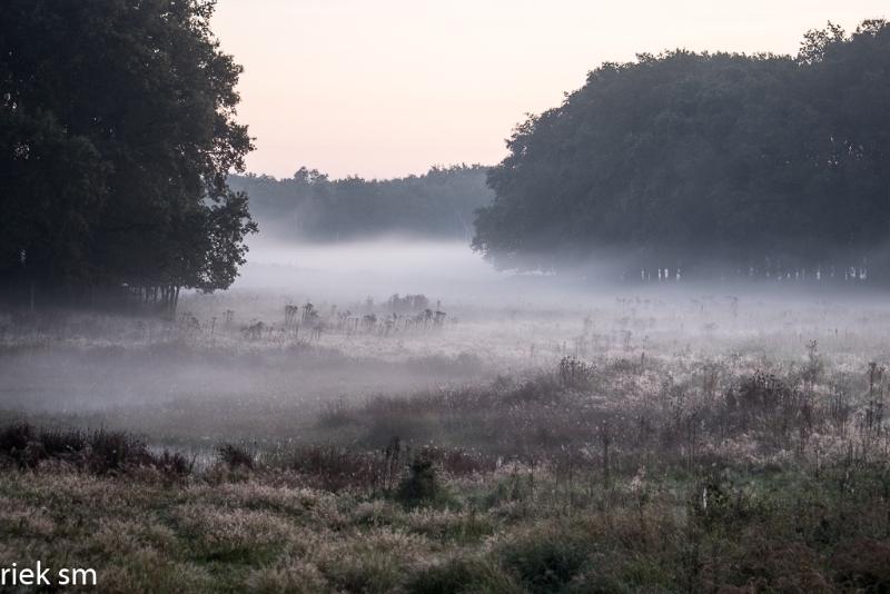 mistige ochtend (3 van 13).jpg - Mistige ochtend