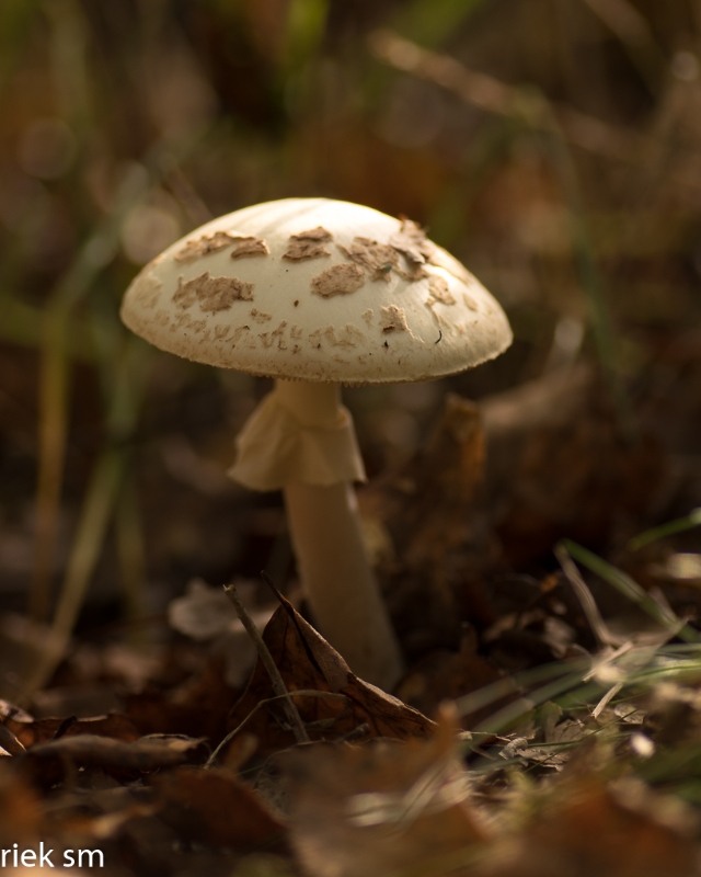 paddenstoelen (1 van 31).jpg - Paddestoelen 2023