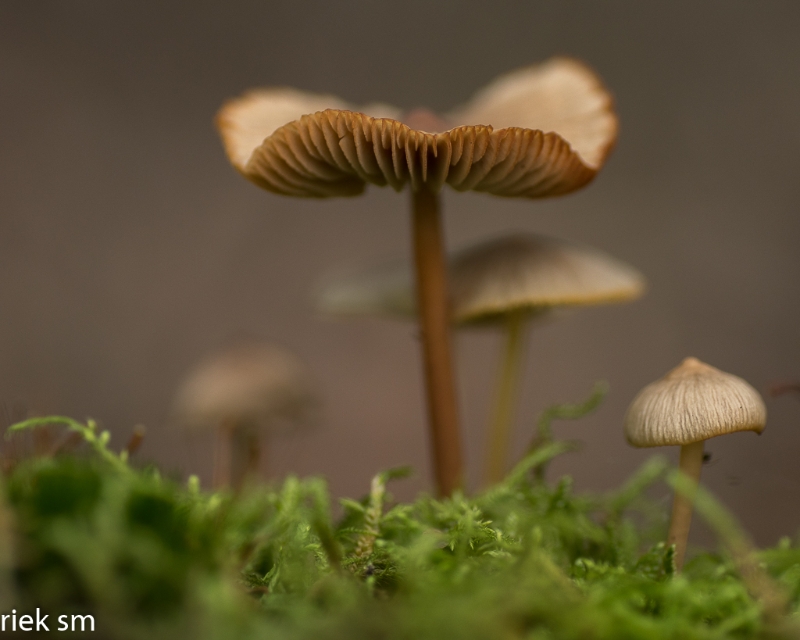 paddenstoelen (10 van 31).jpg - Paddestoelen 2023