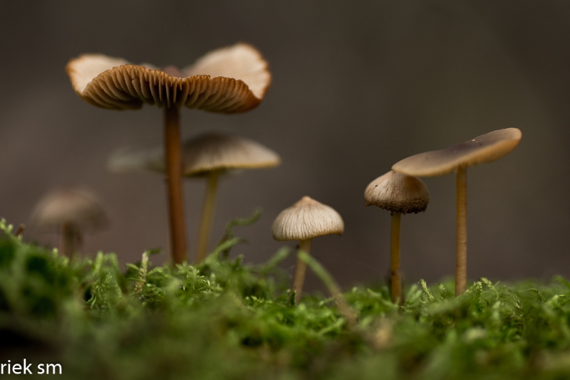 paddenstoelen (11 van 31).jpg - Paddestoelen 2023