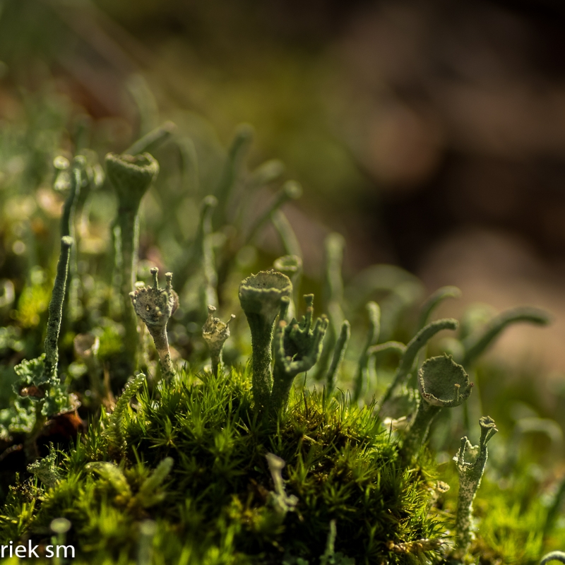 paddenstoelen (12 van 31).jpg - Paddestoelen 2023