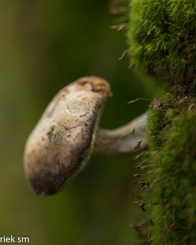 paddenstoelen (14 van 31).jpg - Paddestoelen 2023