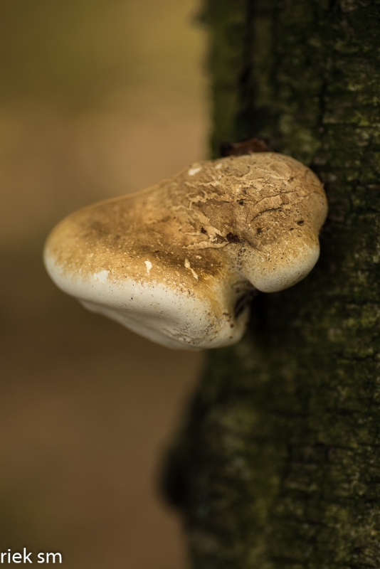 paddenstoelen (16 van 31).jpg - Paddestoelen 2023