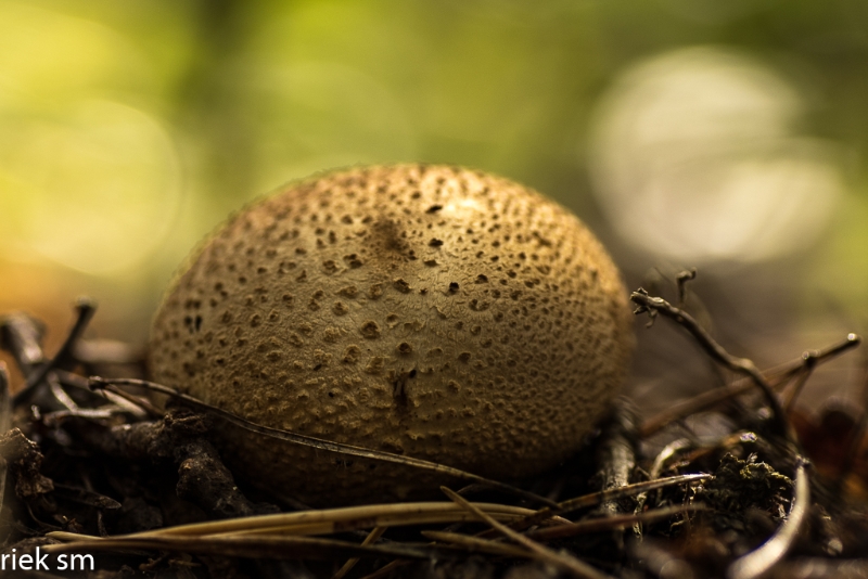 paddenstoelen (19 van 31).jpg - Paddestoelen 2023