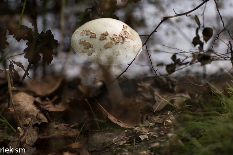 paddenstoelen (2 van 31).jpg - Paddestoelen 2023