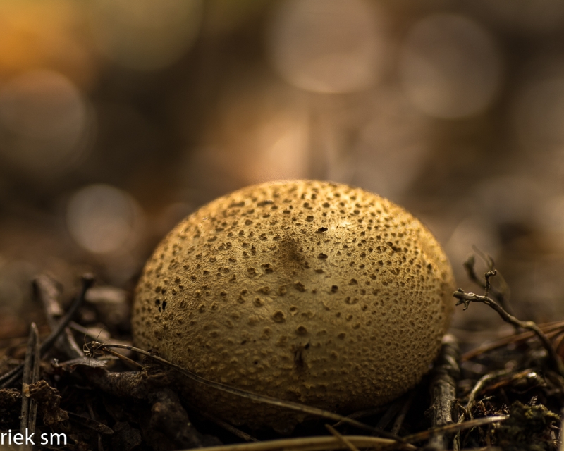 paddenstoelen (20 van 31).jpg - Paddestoelen 2023