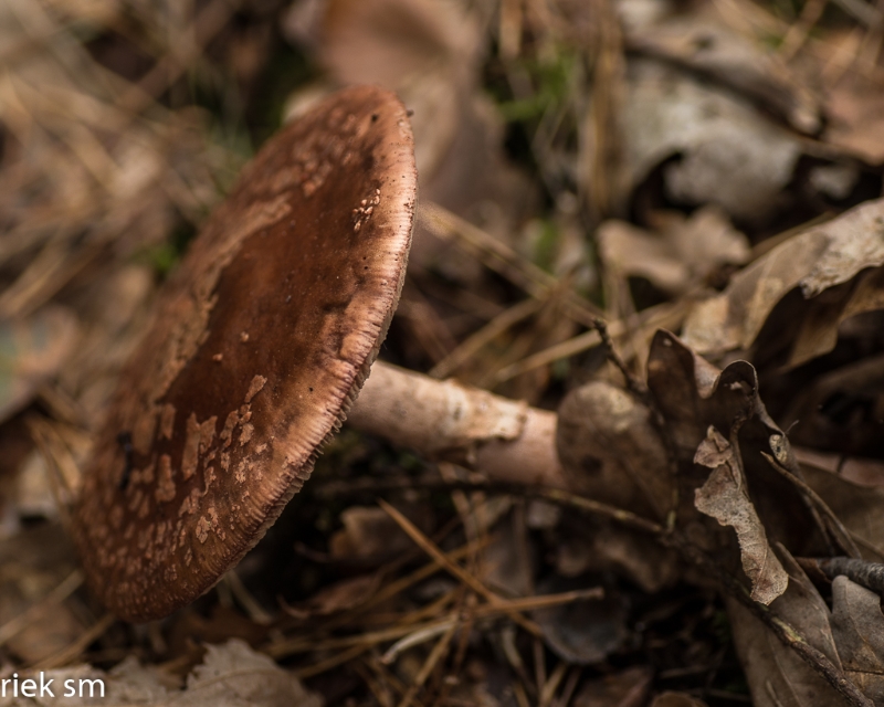 paddenstoelen (21 van 31).jpg - Paddestoelen 2023