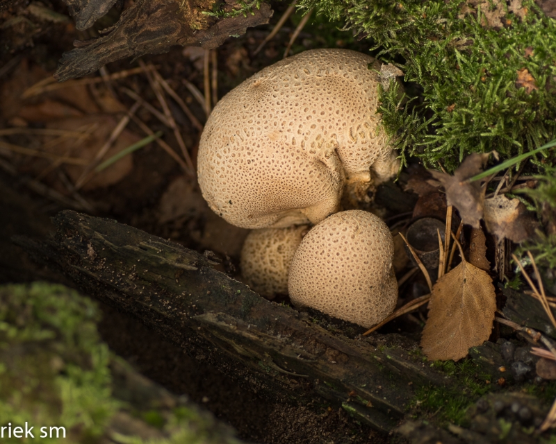 paddenstoelen (25 van 31).jpg - Paddestoelen 2023