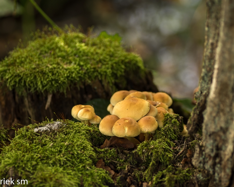 paddenstoelen (26 van 31).jpg - Paddestoelen 2023