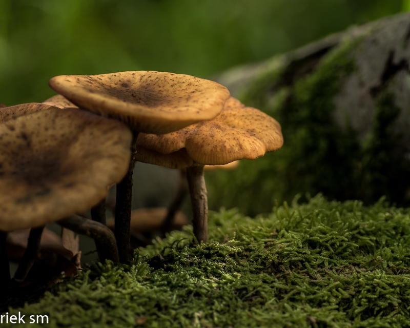 paddenstoelen (28 van 31).jpg - Paddestoelen 2023