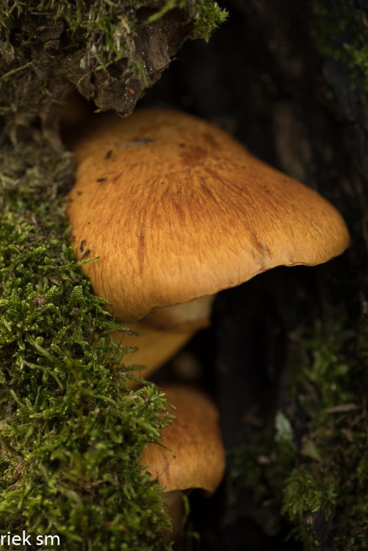 paddenstoelen (29 van 31).jpg - Paddestoelen 2023