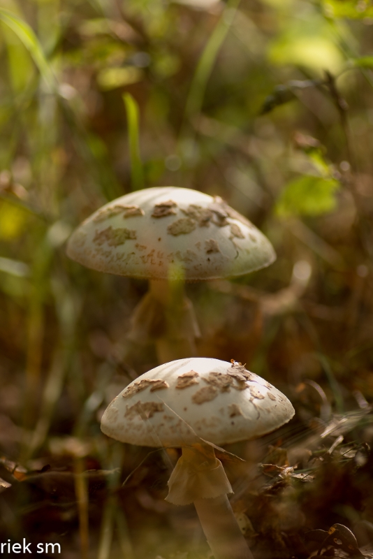 paddenstoelen (3 van 31).jpg - Paddestoelen 2023