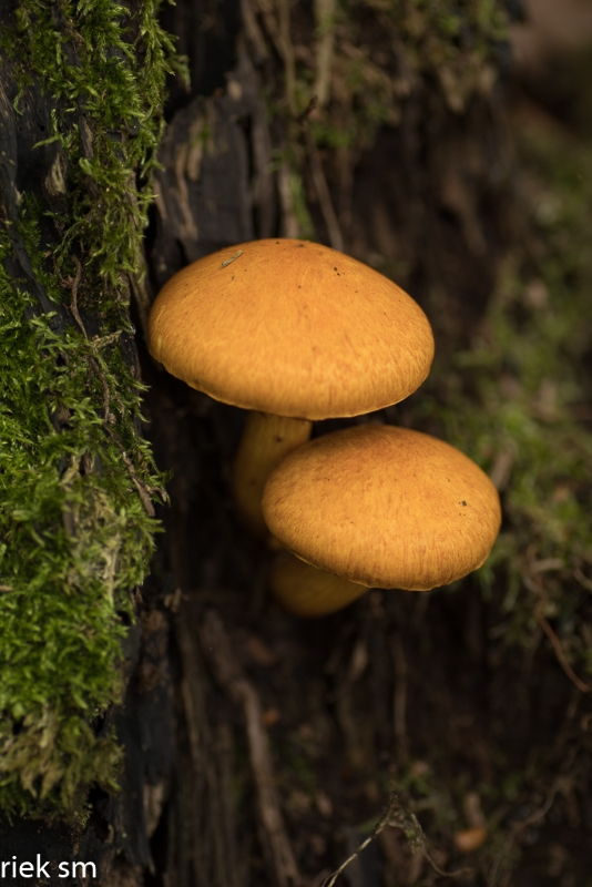 paddenstoelen (30 van 31).jpg - Paddestoelen 2023