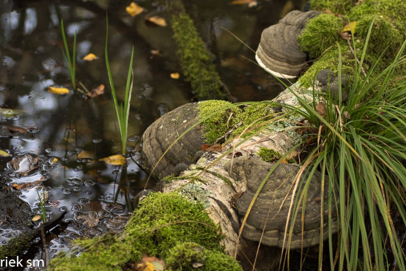 paddenstoelen (31 van 31).jpg - Paddestoelen 2023