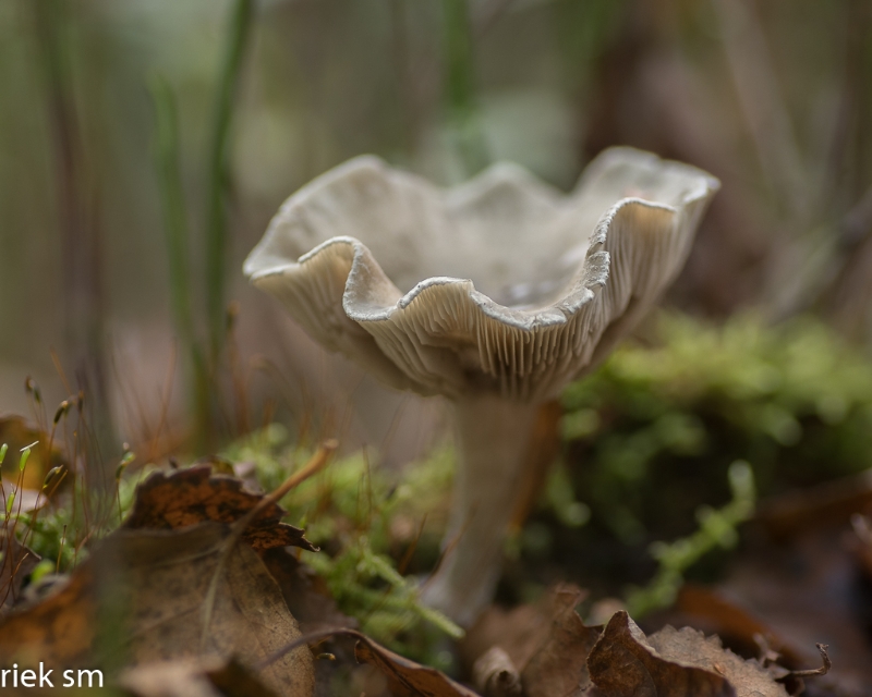 paddenstoelen (4 van 31).jpg - Paddestoelen 2023