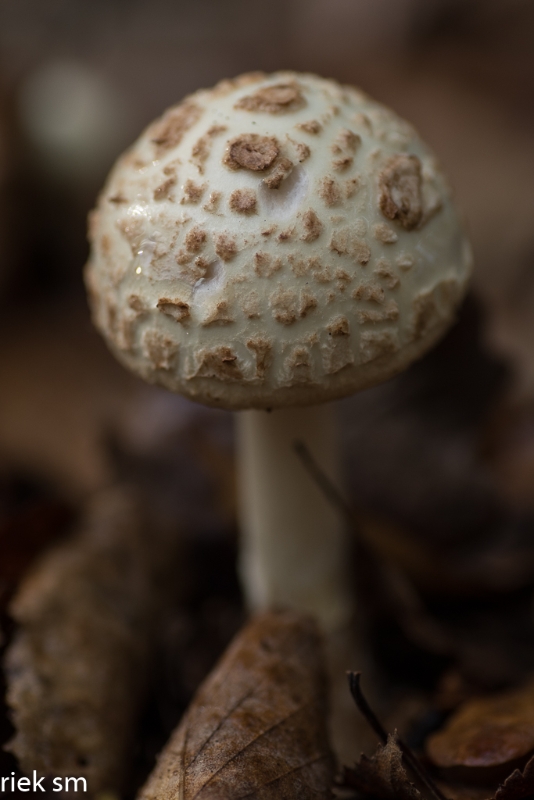 paddenstoelen (6 van 31).jpg - Paddestoelen 2023