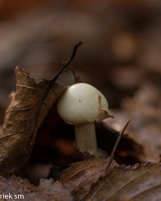 paddenstoelen (7 van 31).jpg - Paddestoelen 2023