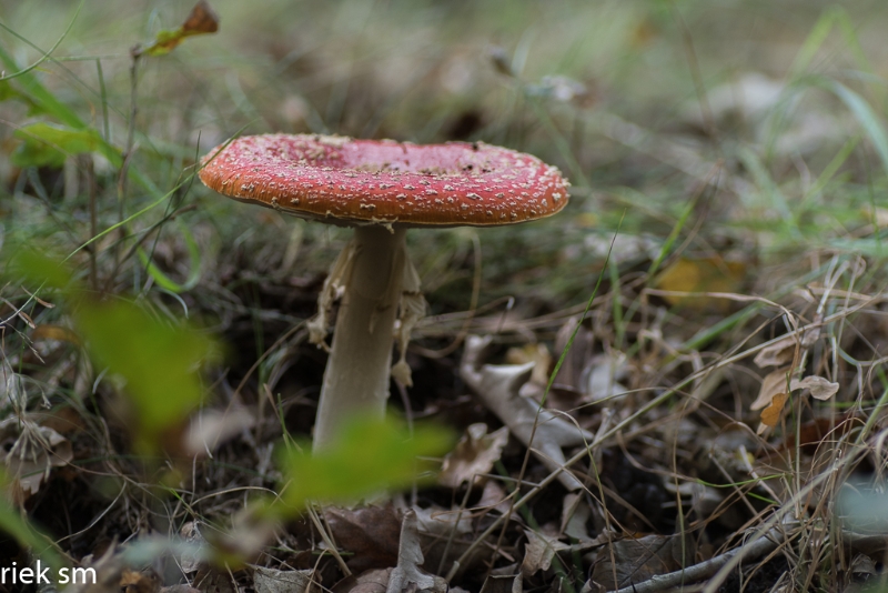 paddenstoelen (8 van 31).jpg - Paddestoelen 2023