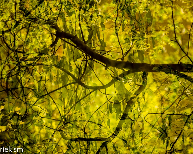 wandelbos Tilburg (12 van 16).jpg - Wandelbos Tilburg