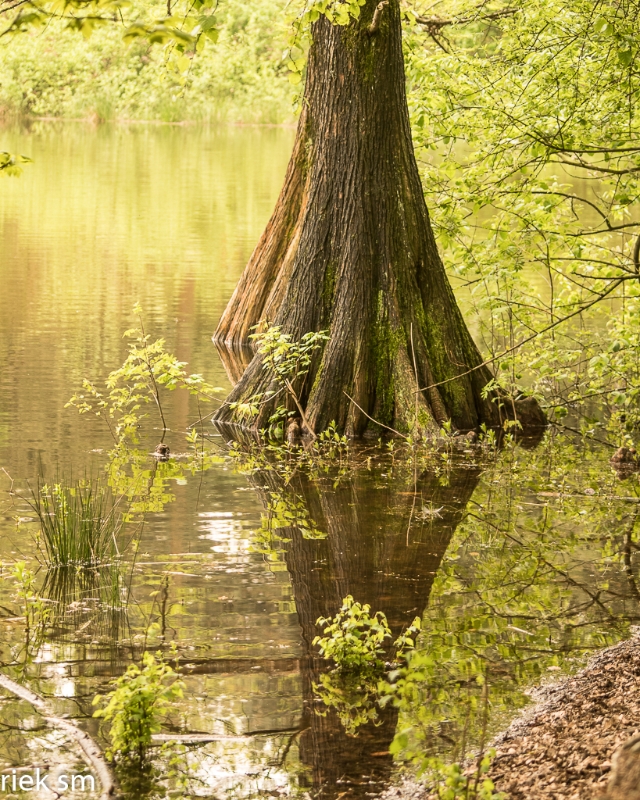 wandelbos Tilburg (13 van 16).jpg - Wandelbos Tilburg