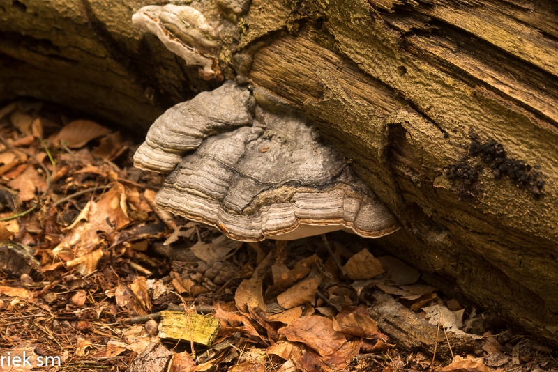 wandelbos Tilburg (3 van 16).jpg - Wandelbos Tilburg