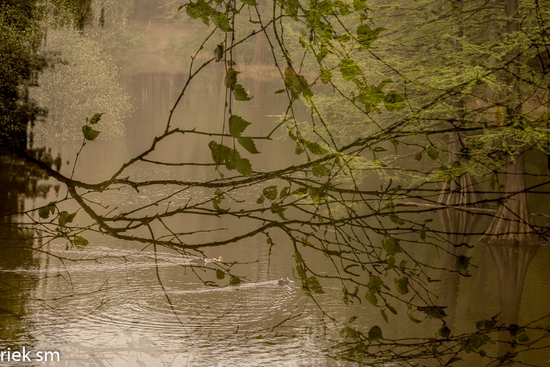 wandelbos Tilburg (5 van 16).jpg - Wandelbos Tilburg