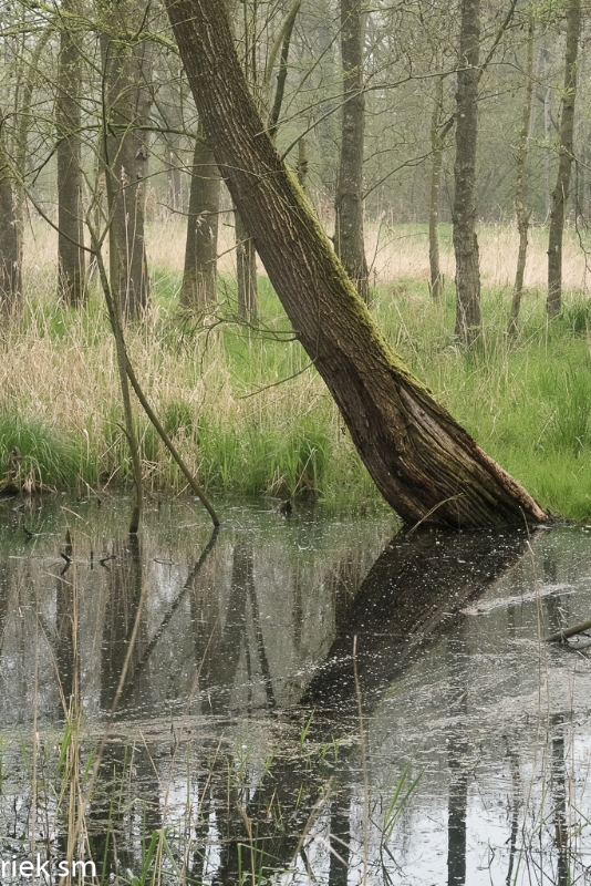 wandeling Tungelrooise Beek (13).jpg - Tungelrooise Beek