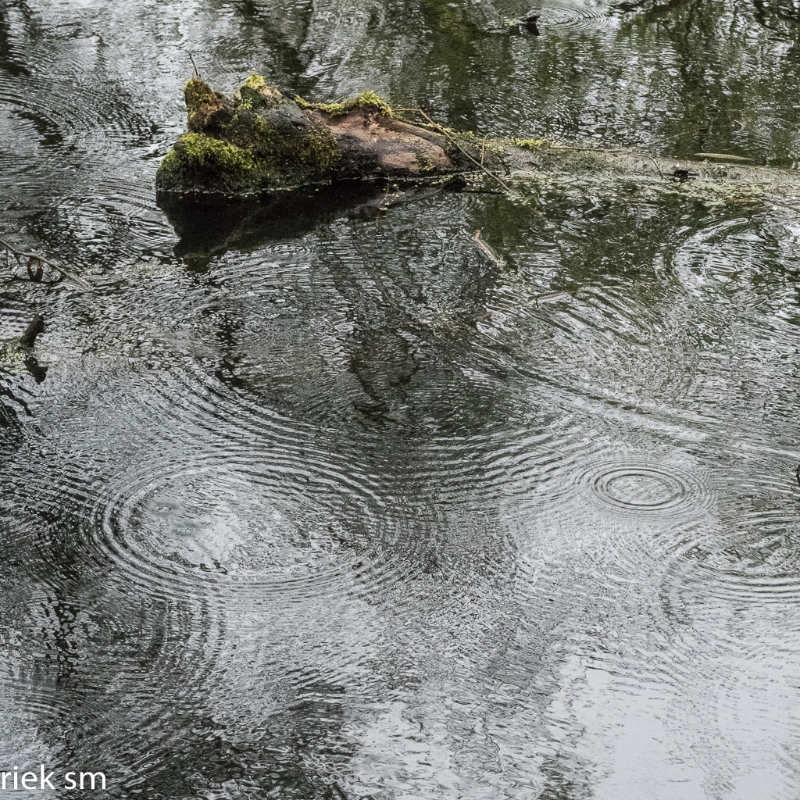 wandeling Tungelrooise Beek (18).jpg - Tungelrooise Beek