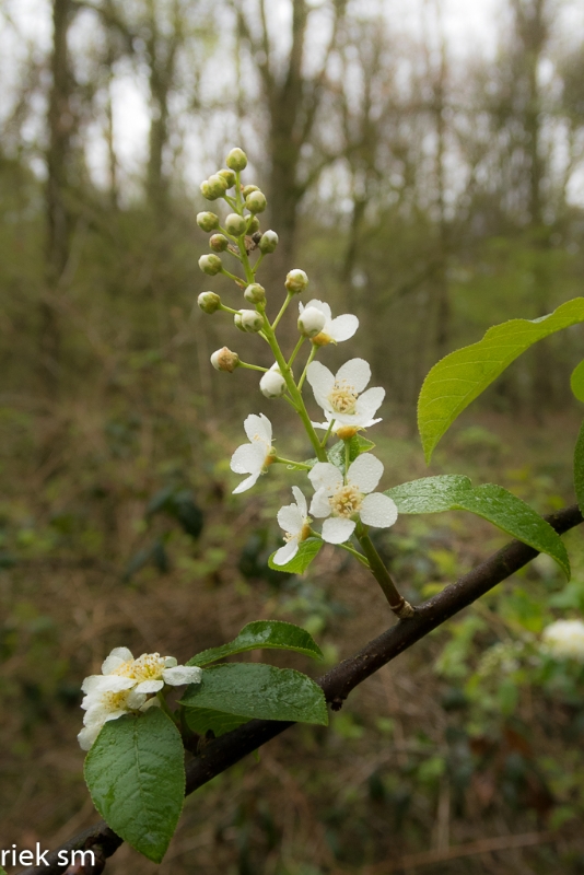 wandeling Tungelrooise Beek (23).jpg - Tungelrooise Beek