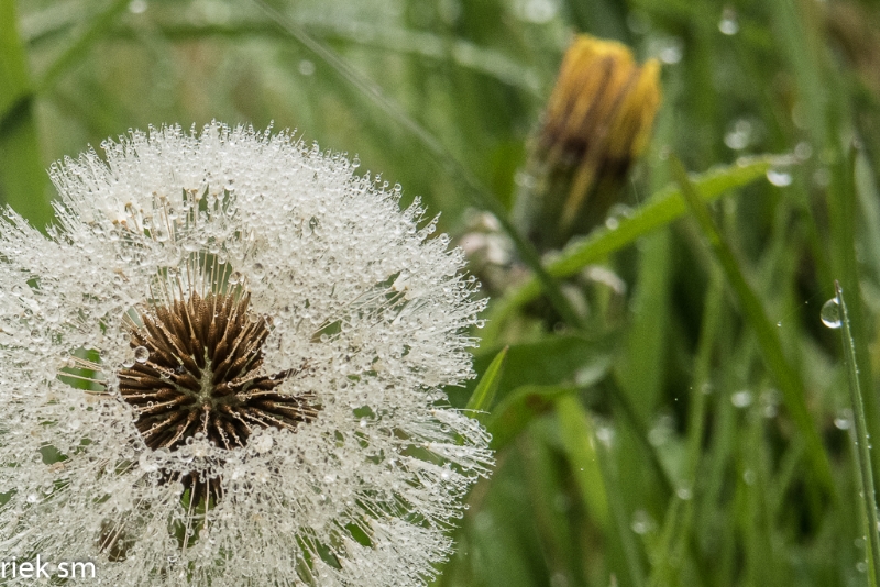 wandeling Tungelrooise Beek (30).jpg - Tungelrooise Beek