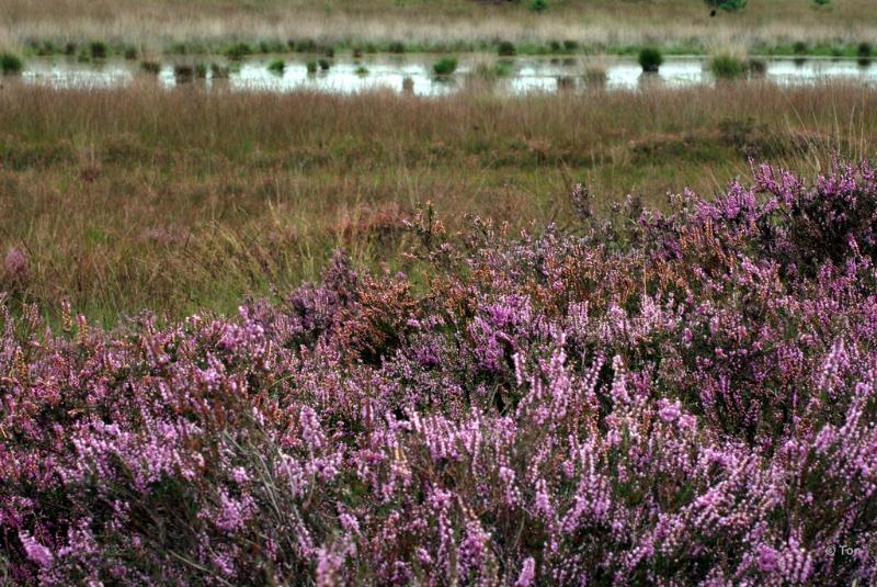 sized_DSC_9748.JPG - Strabrechtseheide