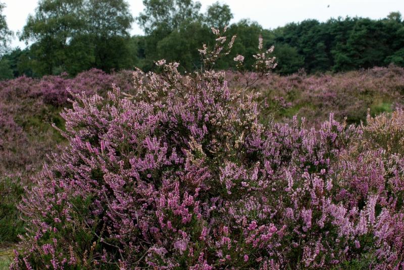 sized_DSC_9754.JPG - Strabrechtseheide