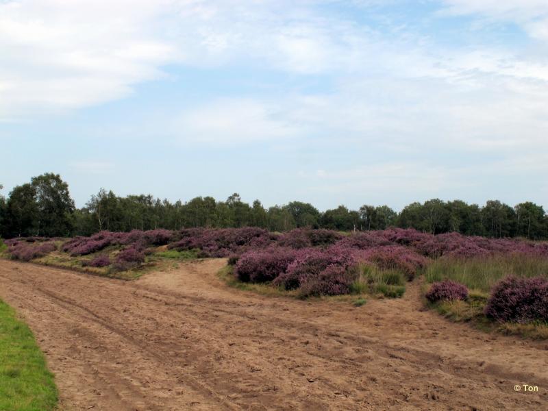 sized_IMG_2413.JPG - Strabrechtseheide