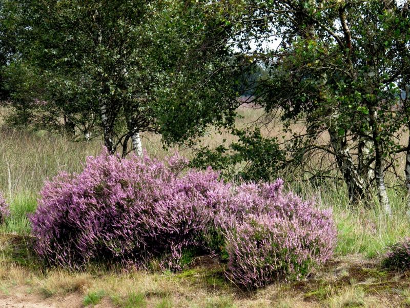 sized_IMG_2415.JPG - Strabrechtseheide