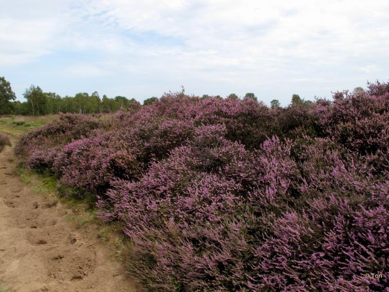 sized_IMG_2417.JPG - Strabrechtseheide