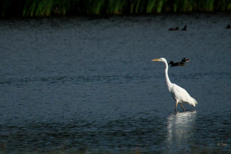 sized_DSC_0559.JPG - Zilverreiger